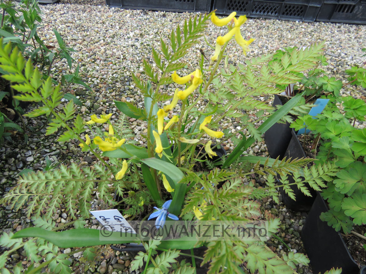 Corydalis cheilanthifolia 002.JPG